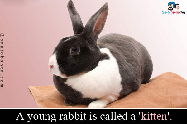 A young rabbit is called a 'kitten'.