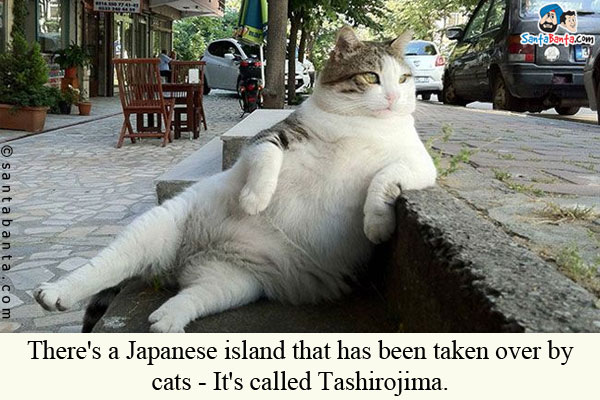 There's a Japanese island that has been taken over by cats - It's called Tashirojima.