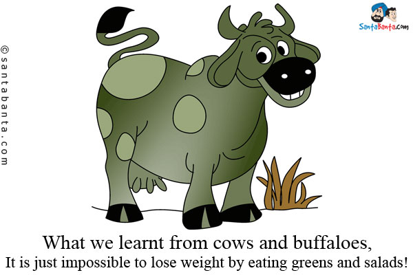 What we learnt from cows and buffaloes, It is just impossible to lose weight by eating greens and salads!