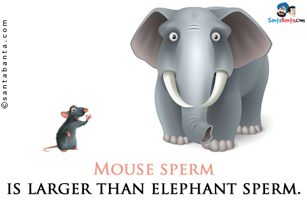 Mouse sperm is larger than elephant sperm.