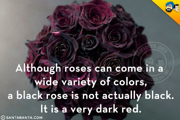 Although roses can come in a wide variety of colors, a black rose is not actually black. It is a very dark red.