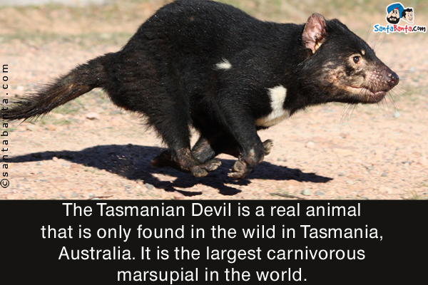 The Tasmanian Devil is a real animal that is only found in the wild in Tasmania, Australia. It is the largest carnivorous marsupial in the world.