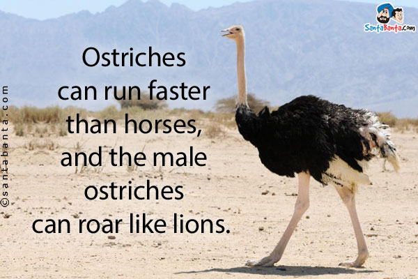 Ostriches can run faster than horses, and the male ostriches can roar like lions.