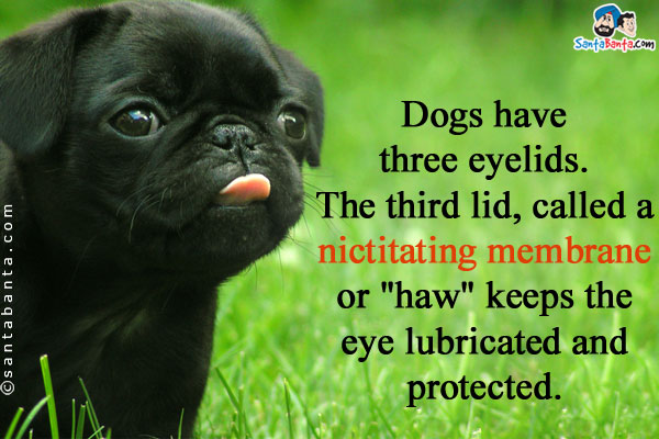 Dogs have three eyelids. The third lid, called a nictitating membrane or `haw` keeps the eye lubricated and protected.