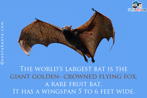 The world's largest bat is the giant golden - crowned flying fox, a rare fruit bat. It has a wingspan 5 to 6 feet wide.