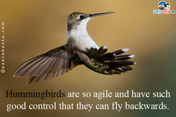 Hummingbirds are so agile and have such good control that they can fly backwards.