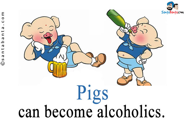 Pigs can become alcoholics.