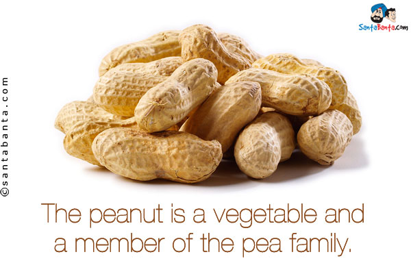 The peanut is a vegetable and a member of the pea family.