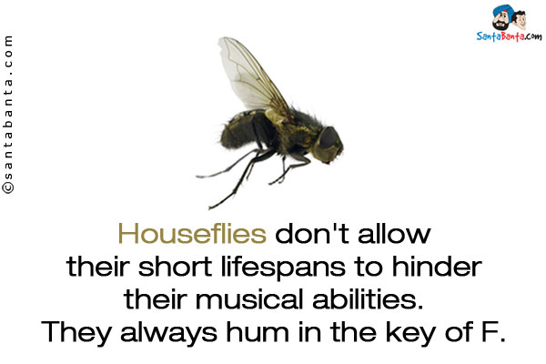 Houseflies don't allow their short lifespans to hinder their musical abilities. They always hum in the key of F.