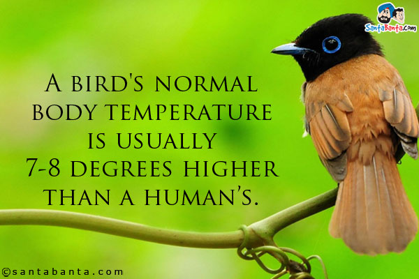 A bird's normal body temperature is usually 7-8 degrees higher than a human's.