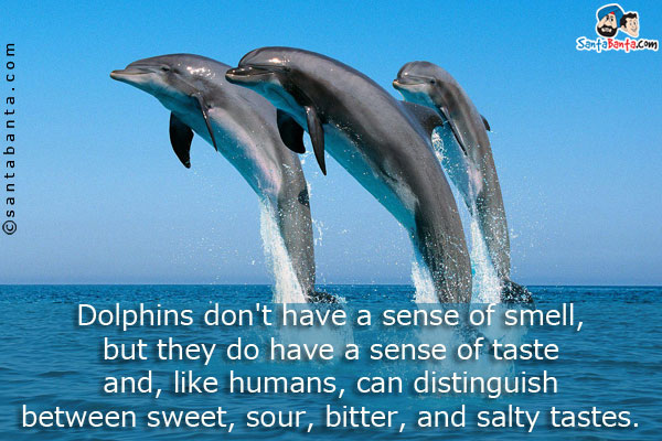 Dolphins don't have a sense of smell, but they do have a sense of taste and, like humans, can distinguish between sweet, sour, bitter, and salty tastes.