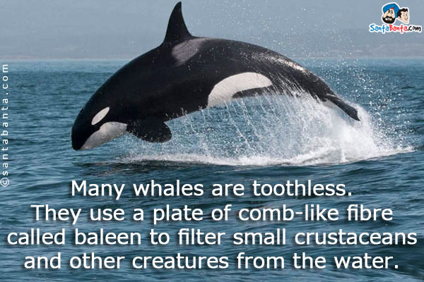 Many whales are toothless. They use a plate of comb-like fibre called baleen to filter small crustaceans and other creatures from the water.