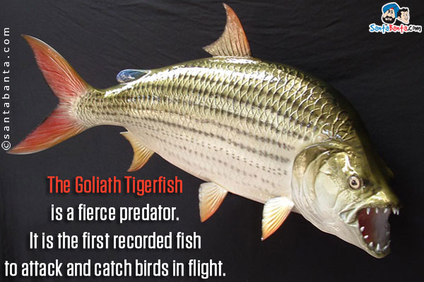 The Goliath Tigerfish is a fierce predator. It is the first recorded fish to attack and catch birds in flight.