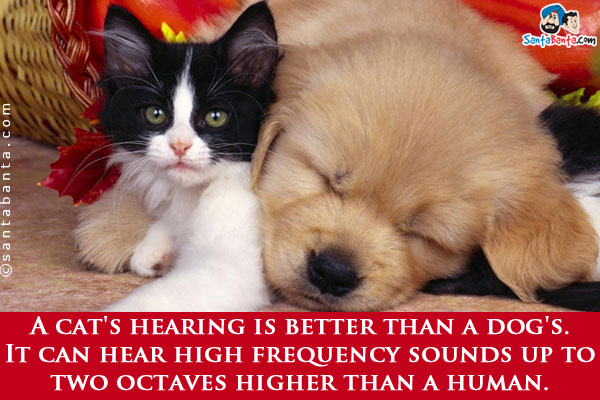 A cat's hearing is better than a dog's. It can hear high frequency sounds up to two octaves higher than a human.