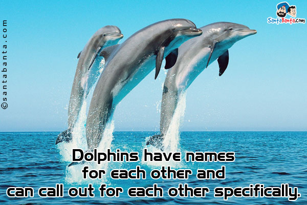 Dolphins have names for each other and can call out for each other specifically.