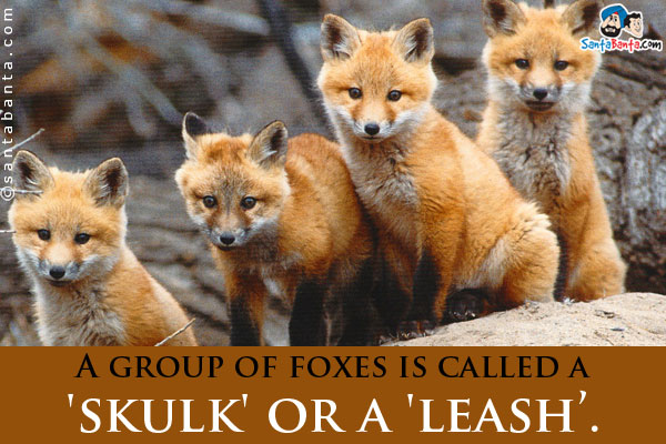 A group of foxes is called a 'skulk' or a 'leash'.