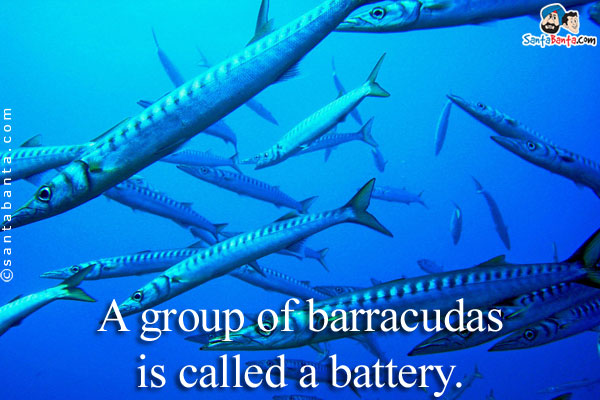 A group of barracudas is called a battery.