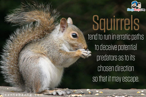 Squirrels tend to run in erratic paths to deceive potential predators as to its chosen direction so that it may escape.