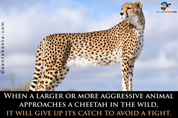 When a larger or more aggressive animal approaches a cheetah in the wild, it will give up its catch to avoid a fight.