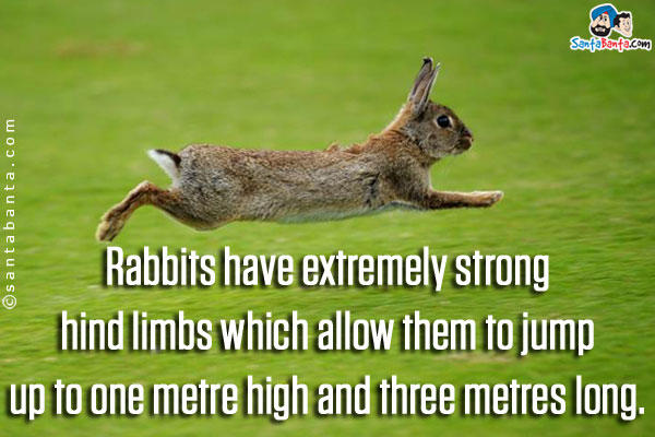 Rabbits have extremely strong hind limbs which allow them to jump up to one metre high and three metres long.