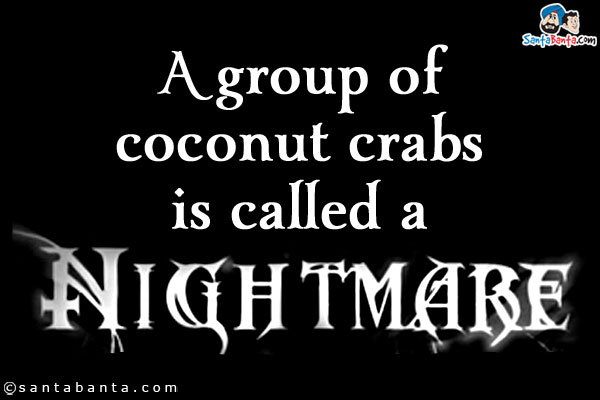 A group of coconut crabs is called a 'nightmare'.