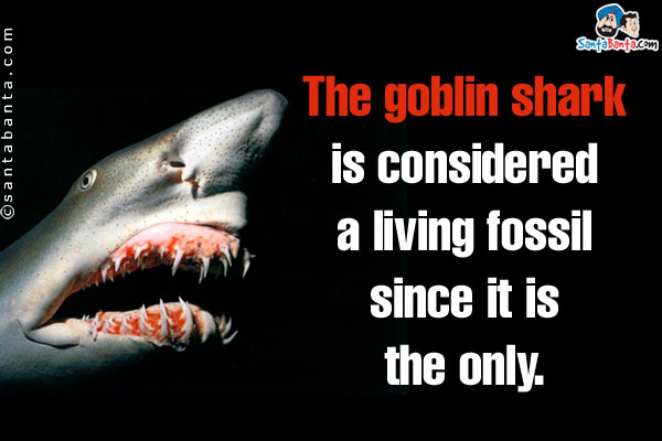 The goblin shark is considered a living fossil since it is the only.