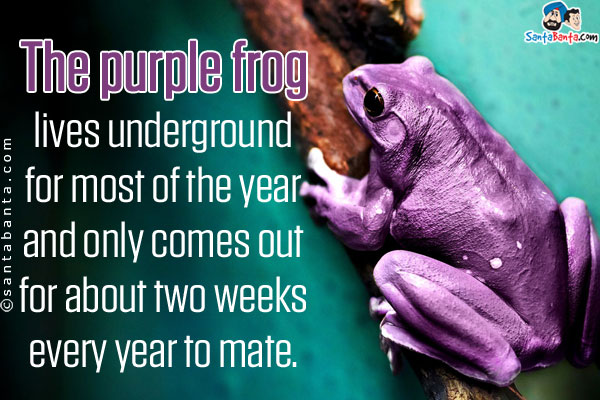 The purple frog lives underground for most of the year and only comes out for about two weeks every year to mate.
