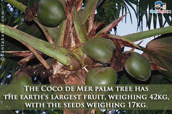 The Coco de Mer palm tree has the earth's largest fruit, weighing 42kg, with the seeds weighing 17kg.