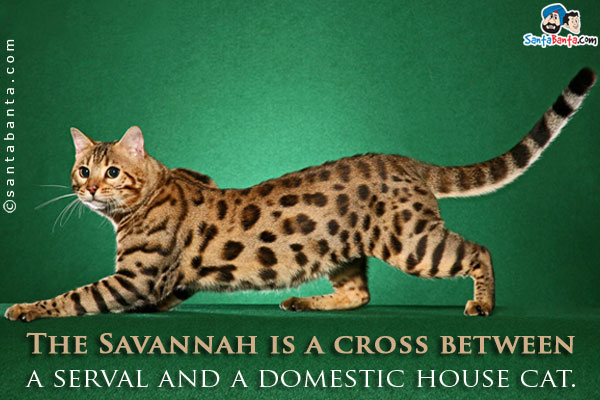 The Savannah is a cross between a serval and a domestic house cat.