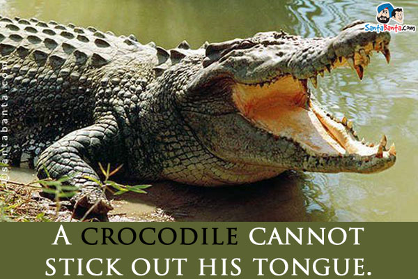 A crocodile cannot stick out his tongue.