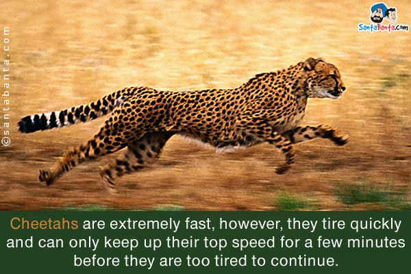 Cheetahs are extremely fast, however, they tire quickly and can only keep up their top speed for a few minutes before they are too tired to continue.