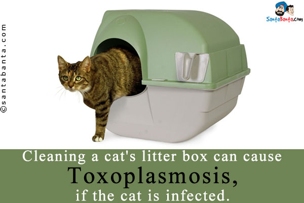 Cleaning a cat's litter box can cause Toxoplasmosis, if the cat is infected.