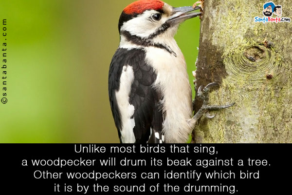 Unlike most birds that sing, a woodpecker will drum its beak against a tree. Other woodpeckers can identify which bird it is by the sound of
the drumming.