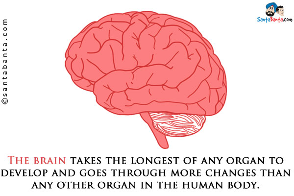 The brain takes the longest of any organ to develop and goes through more changes than any other organ in the human body.
