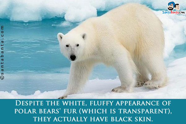 Despite the white, fluffy appearance of polar bears' fur (which is transparent), they actually have black skin.