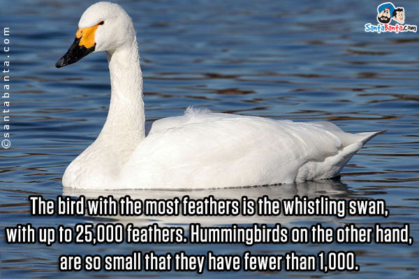 The bird with the most feathers is the whistling swan, with up to 25,000 feathers. Hummingbirds on the other hand, are so small that they have fewer than 1,000.