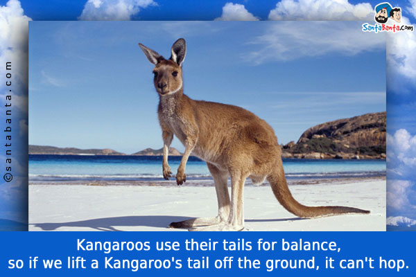 Kangaroos use their tails for balance, so if we lift a Kangaroo's tail off the ground, it can't hop.