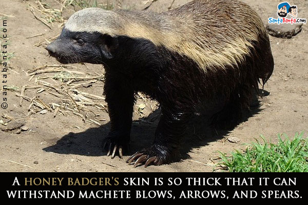 A honey badger's skin is so thick that it can withstand machete blows, arrows, and spears.