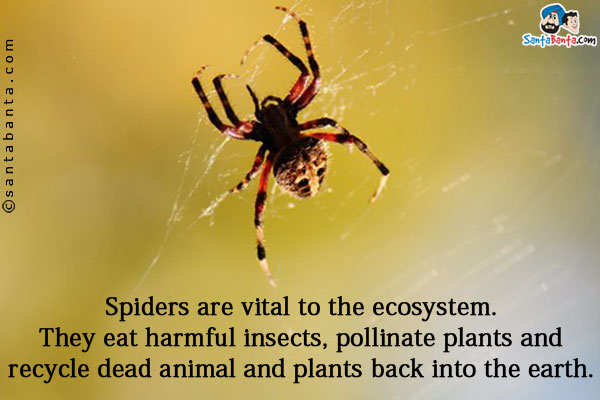 Spiders are vital to the ecosystem. They eat harmful insects, pollinate plants and recycle dead animal and plants back into the earth.