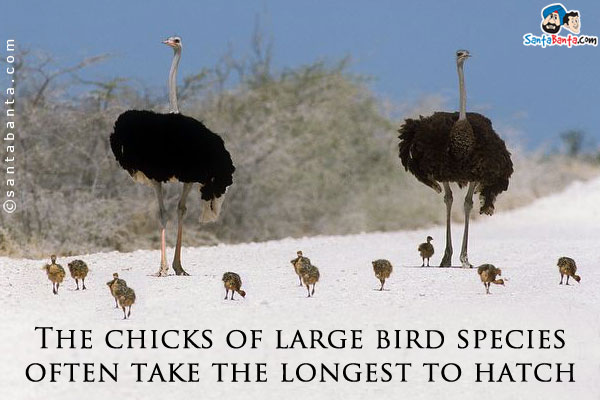 The chicks of large bird species often take the longest to hatch.