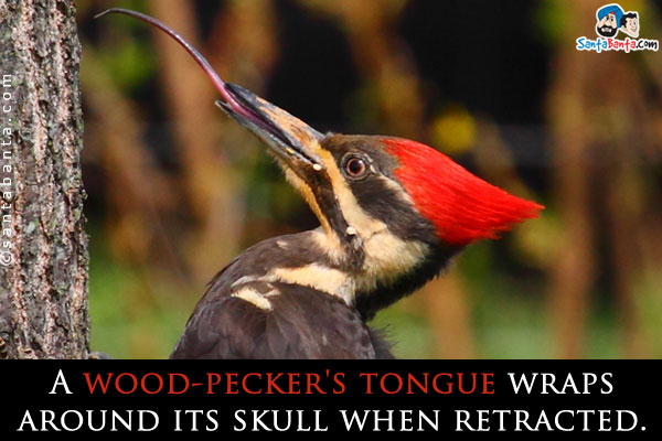 A wood-pecker's tongue wraps around its skull when retracted.