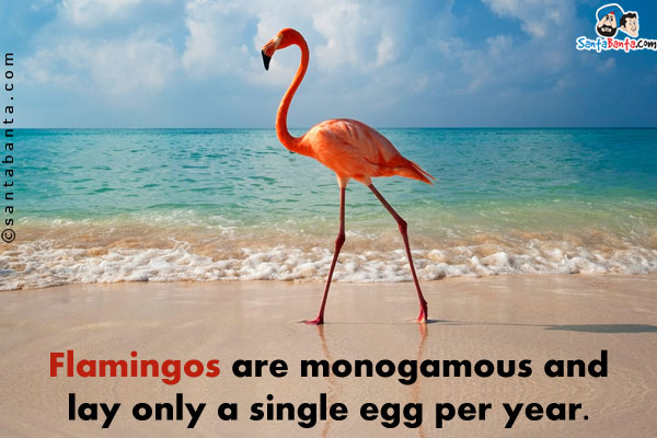 Flamingos are monogamous and lay only a single egg per year.