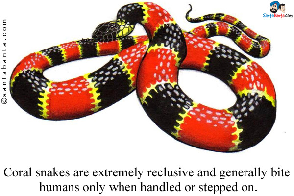 Coral snakes are extremely reclusive and generally bite humans only when handled or stepped on.