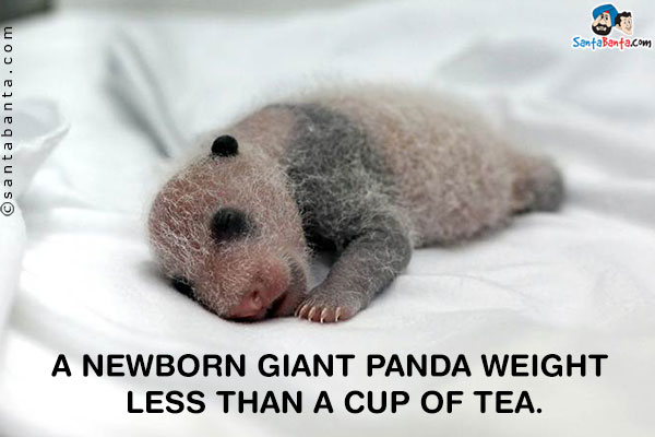 A newborn giant panda weight less than a cup of tea.