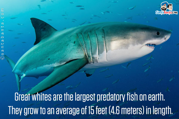 Great whites are the largest predatory fish on earth. They grow to an average of 15 feet (4.6 meters) in length.