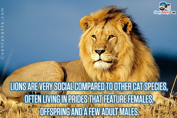 Lions are very social compared to other cat species, often living in prides that feature females, offspring and a few adult males.