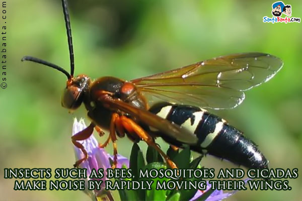 Insects such as bees, mosquitoes and cicadas make noise by rapidly moving their wings.