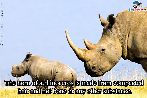 The horn of a rhinoceros is made from compacted hair and not bone or any other substance.