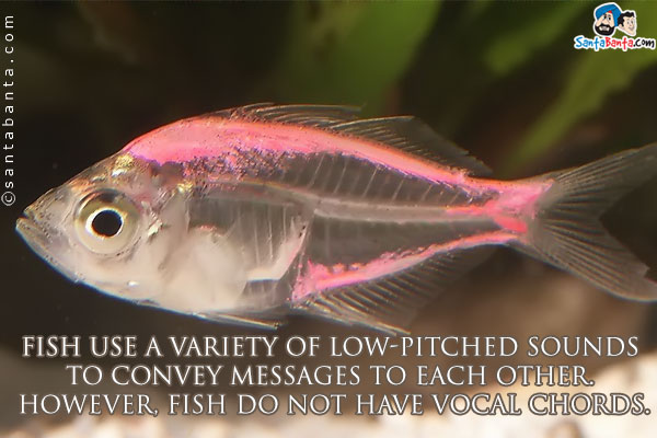 Fish use a variety of low-pitched sounds to convey messages to each other. However, fish do not have vocal chords.