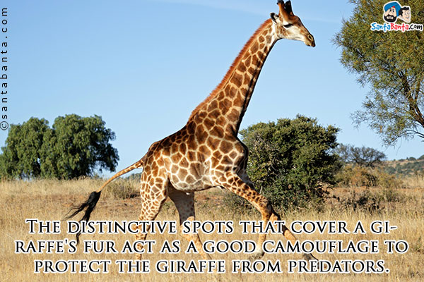 The distinctive spots that cover a giraffe's fur act as a good camouflage to protect the giraffe from predators.